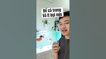 Nhờ cách này bể cá nhà tớ luôn trong và ít bụi mịn #thuysinh #aquarium #cacanh
