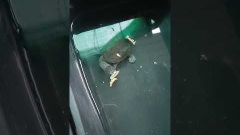 rùa cổ rắn ăn sâu canxi khô