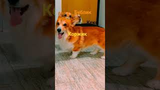королевский корги коржик я бондиту дам по роже