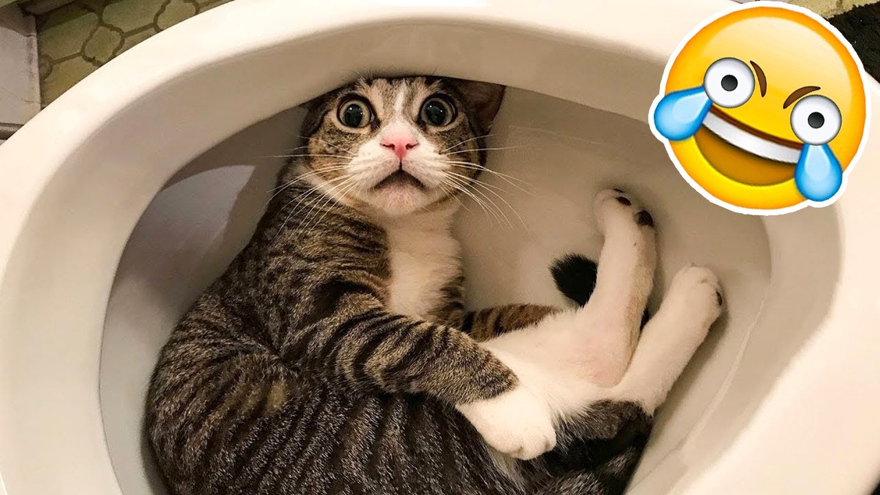 TENTE NÃO RIR Nível ANIMAIS ENGRAÇADOS😂💀[999.99 IMPOSSÍVEL]🤯Melhores Vídeos Cachorros e Gatos 2026😹🐶
