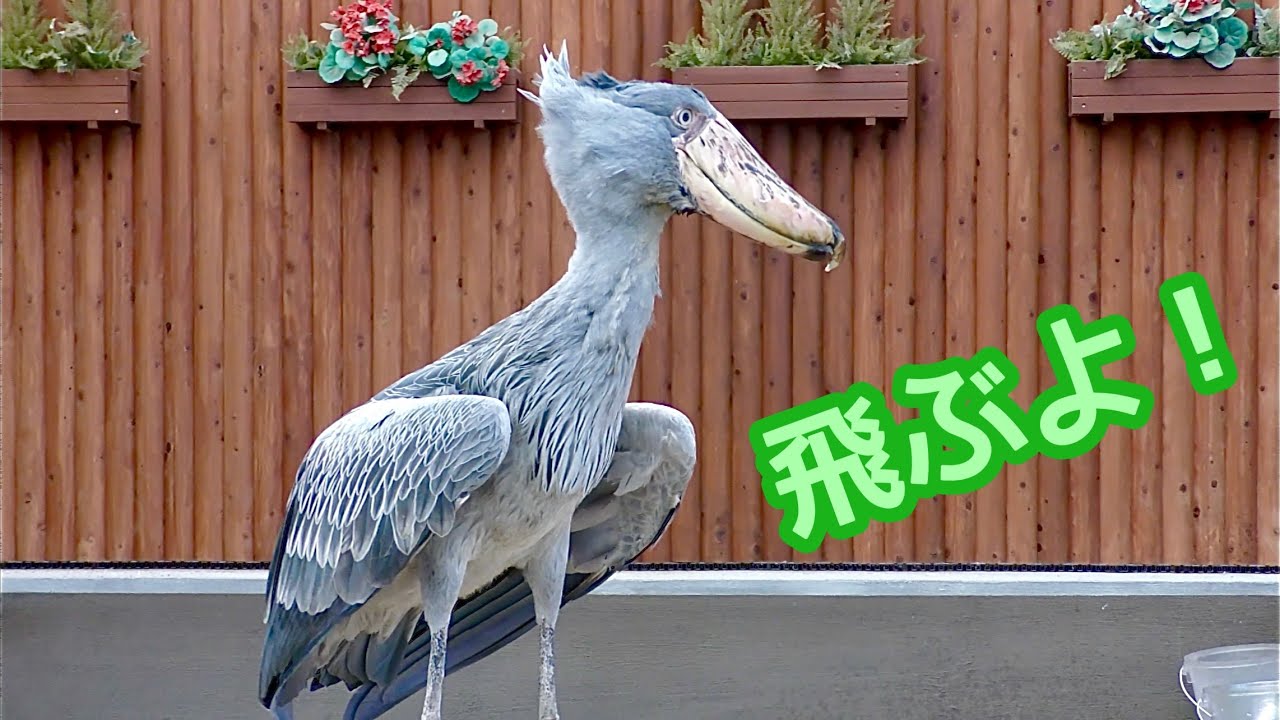 陶器の花鳥の置物、比翼は二重に飛ぶ ハシビロコウ ふたばちゃん さあ、飛びますよ【掛川花鳥園】Shoebill