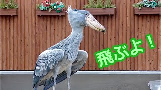 陶器の花鳥の置物、比翼は二重に飛ぶ ハシビロコウ ふたばちゃん さあ、飛びますよ【掛川花鳥園】Shoebill