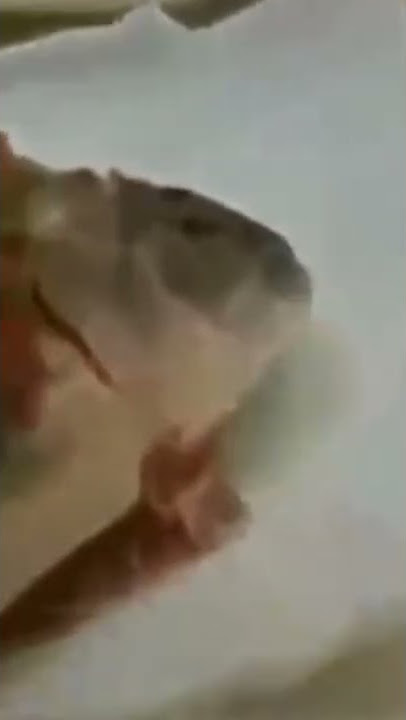 Ikan Masih Hidup Saat diGoreng