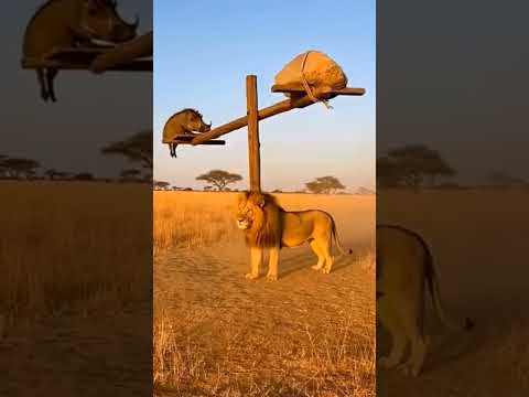 NIMEMKIMBIZA NUSU KUMKAMATA EMENIPOTEA DUUU HUYU JINI NINI 