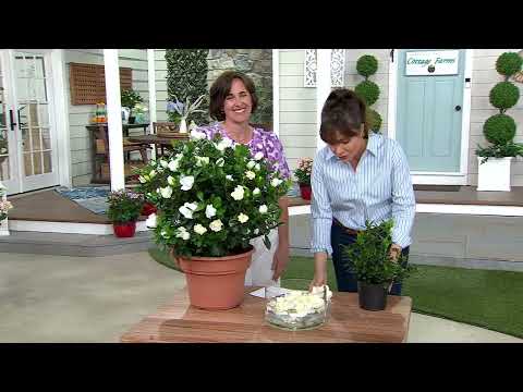 Cottage Farms 1-Piece Everblooming Fragrant Gardenia Plant on QVC