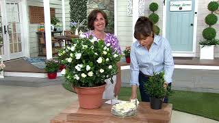 Cottage Farms 1-Piece Everblooming Fragrant Gardenia Plant on QVC