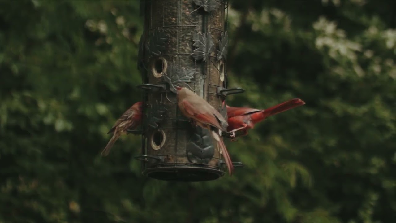 Forest Wild Animals 4k - Meditation Relaxing Music, Scenic Relaxation Film