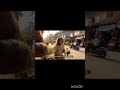 The monkey vlogger