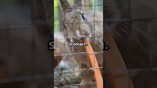 Do Rabbits Really Eat Carrots Wild Wonders Short for Kids