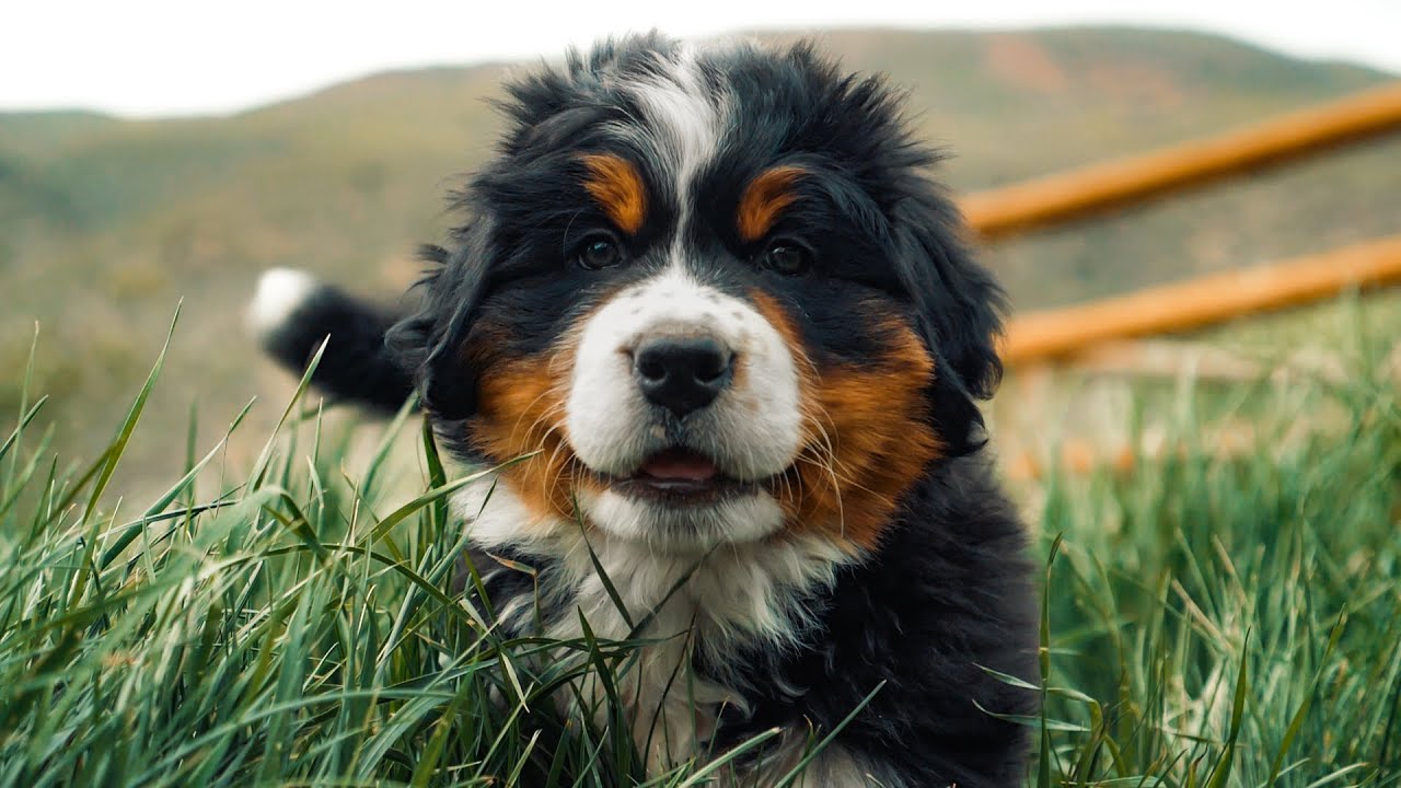 Bernese Mountain Dog Puppy Photograph by Pelo Blanco Photo