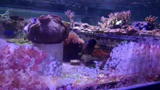 Gem Tang and  Interruptus Angelfish