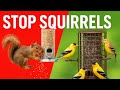 How to Stop Squirrels from Bird Feeders | 4 Best Squirrel Solutions for Fall Bird Feeding