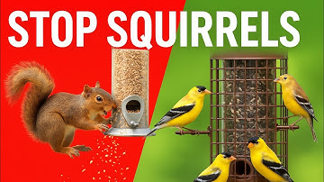 How to Stop Squirrels from Bird Feeders | 4 Best Squirrel Solutions for Fall Bird Feeding