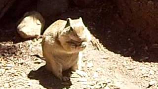 Squirrel eats David & Sons Ranch Flavor