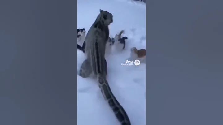 Video 11569261: cat snow leopard, cat vs leopard, fight