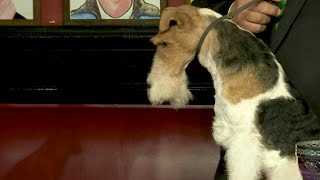 Best In Show Dog Eats Steak In Nyc