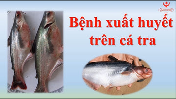 HanvetTV 🐟 Phòng và trị bệnh xuất huyết trên cá tra