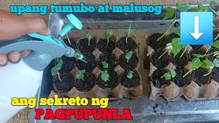 Tips sa pag punla ng buto upang tumubo at maging malusog