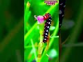 “Biting-Chewing” feeding mechanism of Caterpillar Larva of Butterfly🐛🐛🐛🦋🦋🦋 Name ????