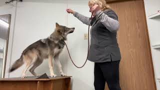 Training Prada 5 month old wolf dog SD 480p