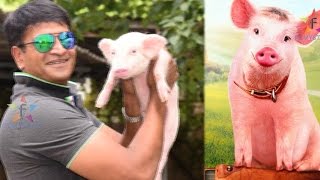 Heroga Maranunna Pandi Pilla || Latest Telugu Gossip