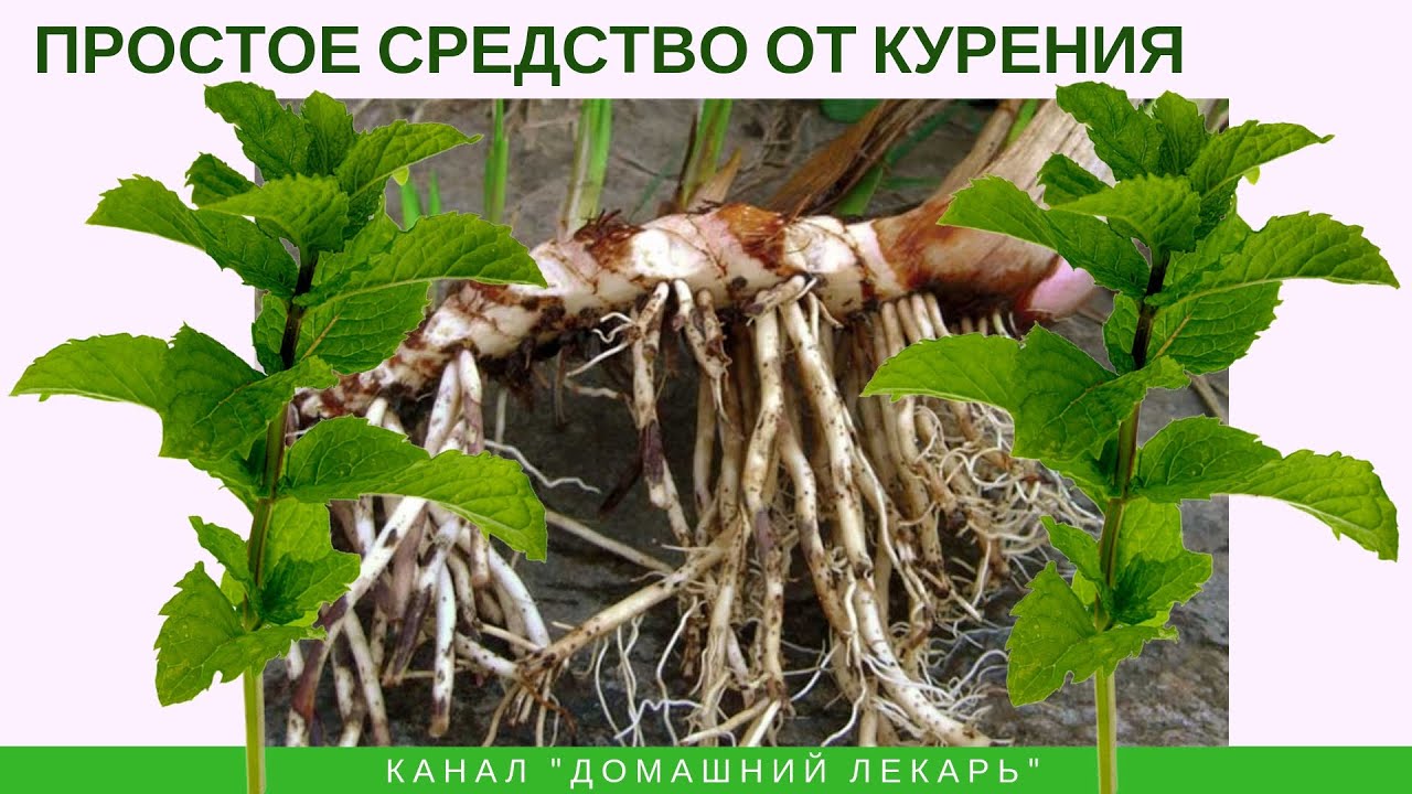 Простое средство от курения - Домашний лекарь - выпуск №272