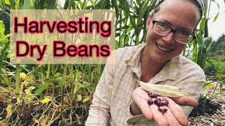 When/How to Harvest Dry Beans and How to Dry Them | PNW Zone 8b