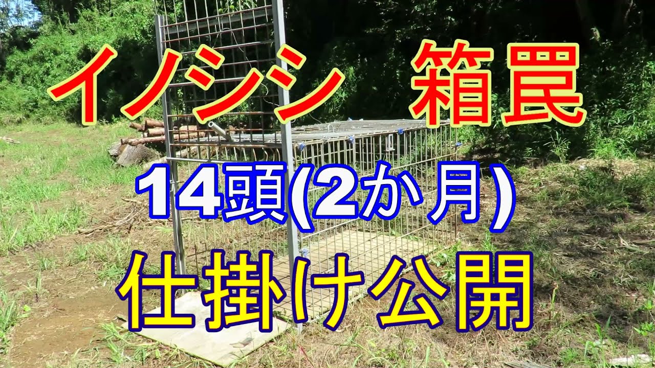 イノシシ 捕獲・箱罠【仕掛け公開】 - YouTube