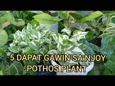 Video: Gardener Sun Protection: Paano Itigil ang Paghahardin sa Sunburn