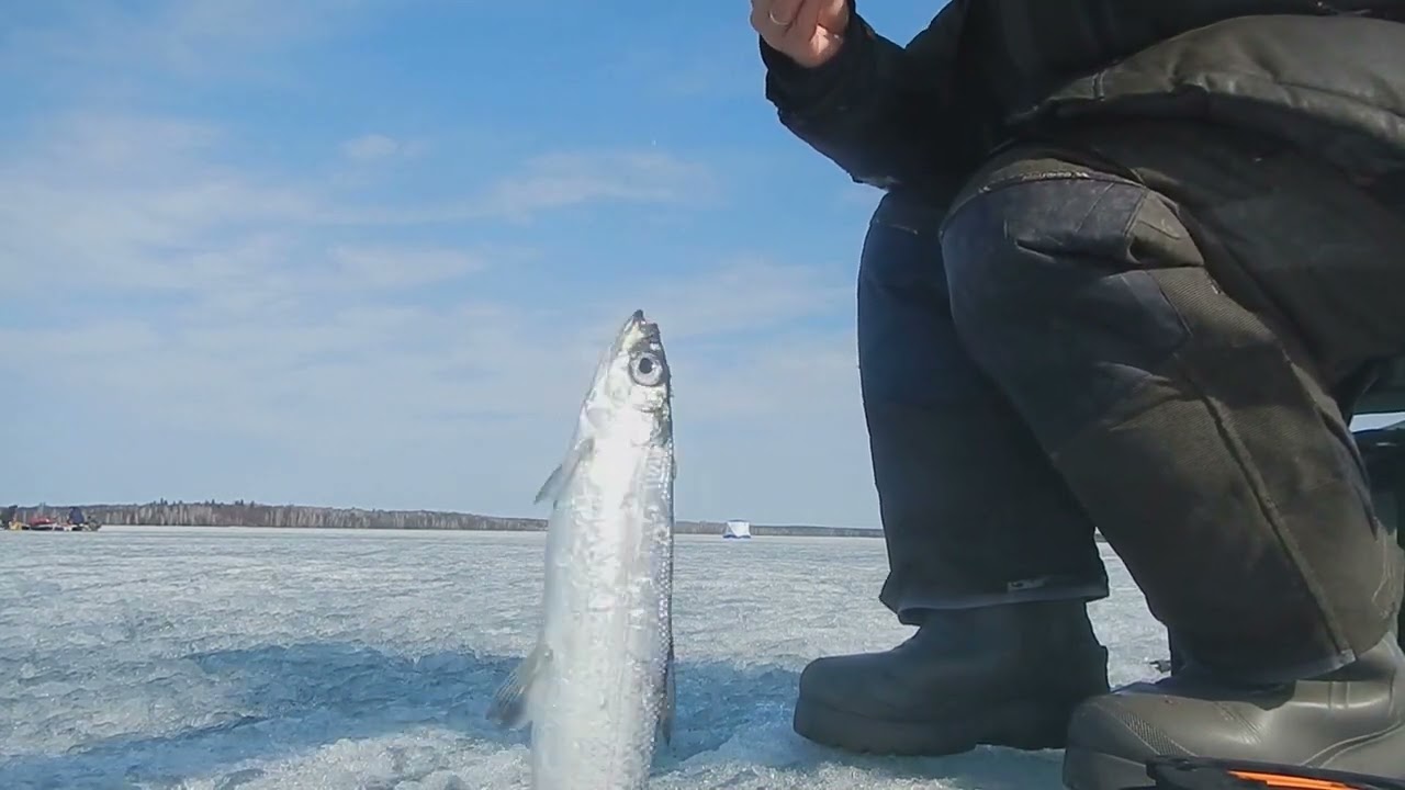 Белый цвет не нужен. Разборчивый рипус с глубины 23 метра.
