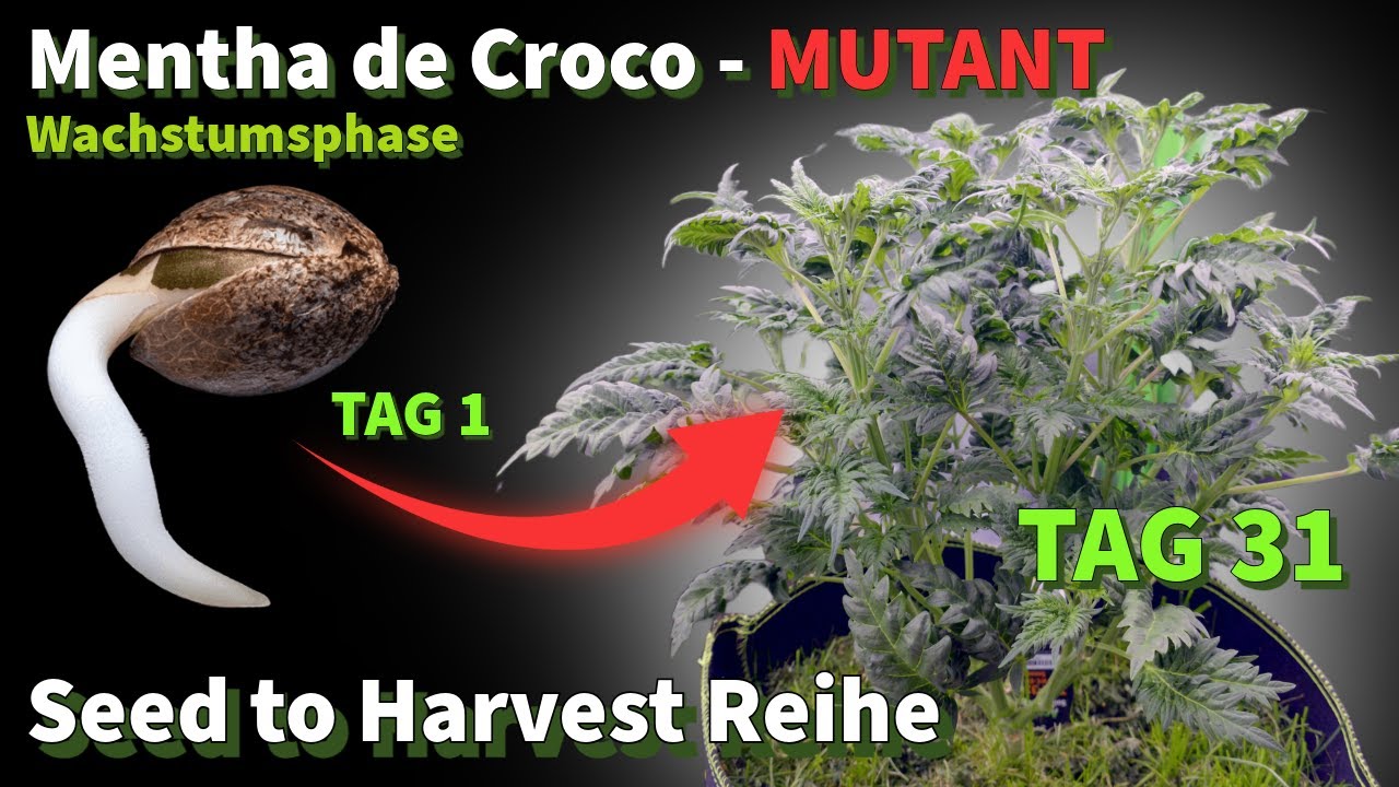 Samen bis zur Ernte - Mutanten in Living Soil - Teil 1 Wachstumsphase 100% organischer Anbau