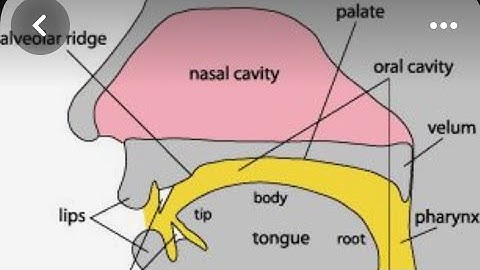 SPEECH ORGANS AND THEIR FUNCTIONS