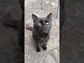 black cat meow #cat