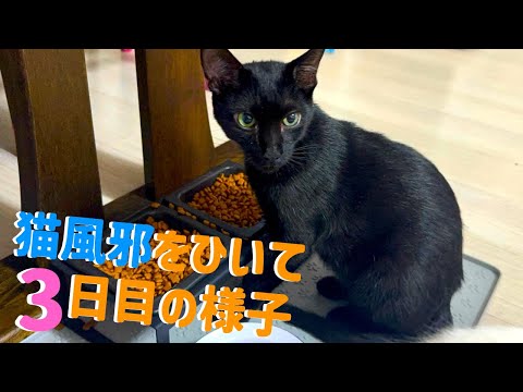 【急病のその後】猫の急な体調不良から4日経った現在の様子【元保護猫】