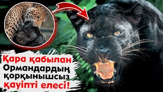 ҚАРА ҚАБЫЛАН - ОРМАННЫҢ ҚОРҚЫНЫШСЫЗ ЕЛЕСІ / ҚАРА ҚАБЫЛАННЫҢ БАСҚА ЖЫРТҚЫШТАРМЕН ШАЙҚАСЫ