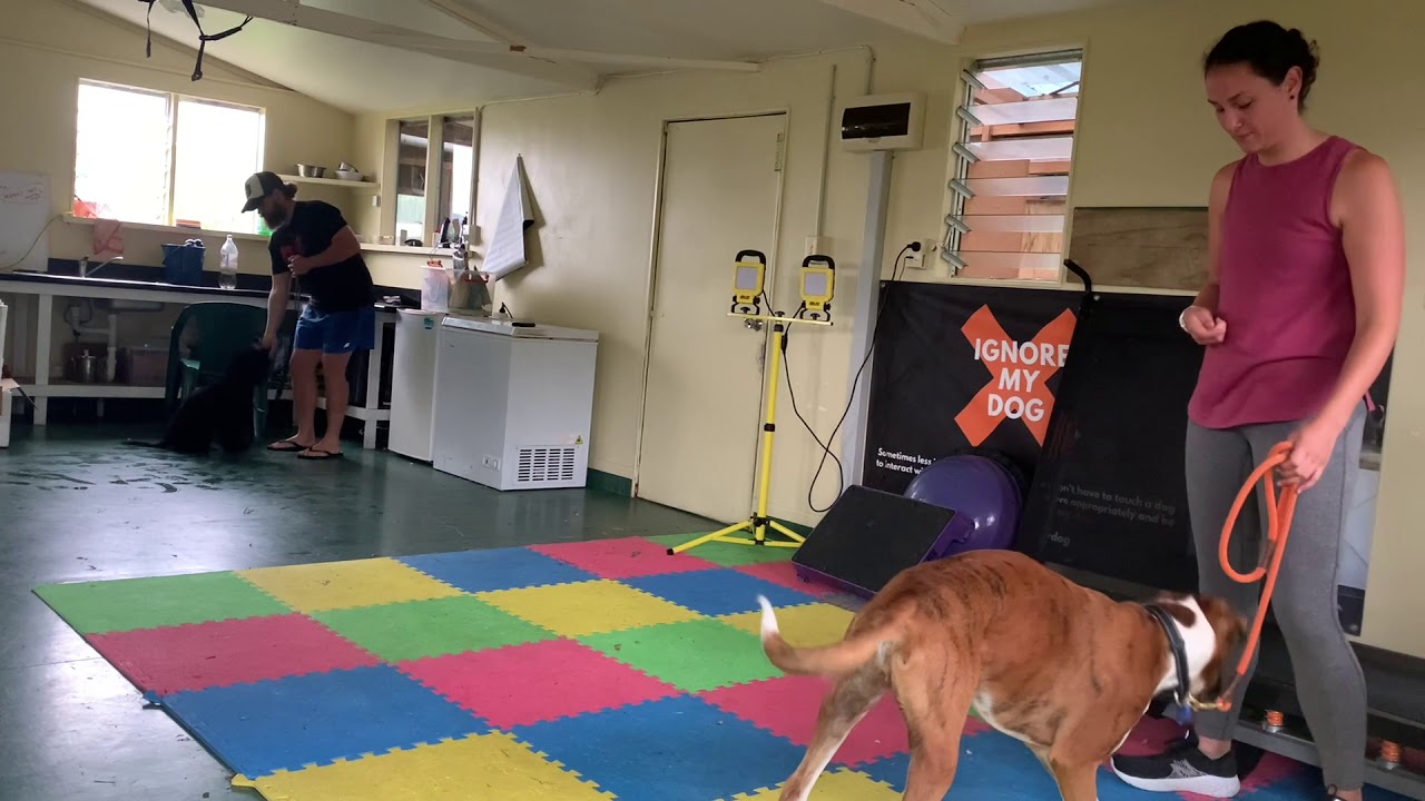 Paddy - Week 2 board & train with a reactive dog