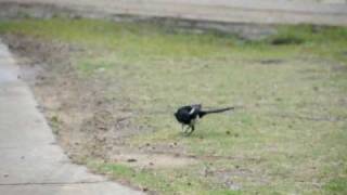 喜鵲20100404.avi