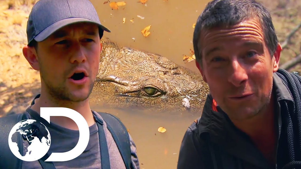 shocking definition Joseph Gordon-Levitt Unexpectedly Runs Into A Huge Crocodile! | Running Wild With Bear Grylls