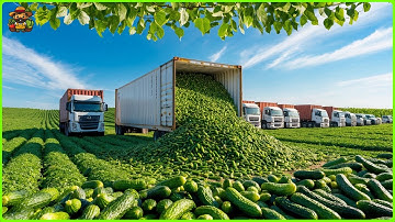 Cucumber Pickles Mega Factory: How They Process Millions of Cucumbers for Pickles