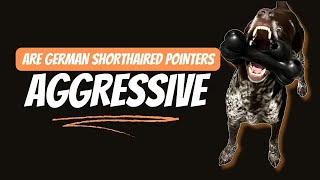 Are German Shorthaired Pointers Aggressive?