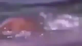 Whatsapp Ucun Qemli Video