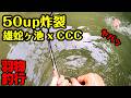 CCC・チビクロークローラー（スキルフル）で50UP炸裂／雄蛇ヶ池で羽根