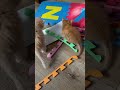 Персик котенок длиннее рыжего / Peach kitten is longer than red