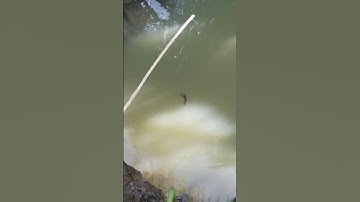 Cận cảnh cá lóc táp mồi dính câu #mientay #camcaucaloc