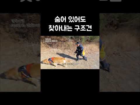 낙엽에 파묻혀 있어도 찾아내는 구조견 #shorts