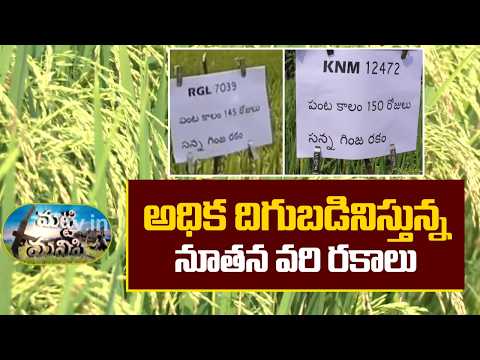 అధిక దిగుబడినిస్తున్న నూతన వరి రకాలు | Best Kharif Crops to Grow Profitably This Monsoon | 10TV - 10TVNEWSTELUGU