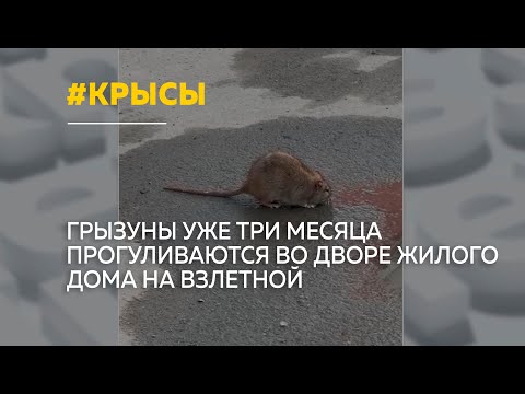 Жителей многоквартирного дома в спальном районе Барнаула атаковали крысы