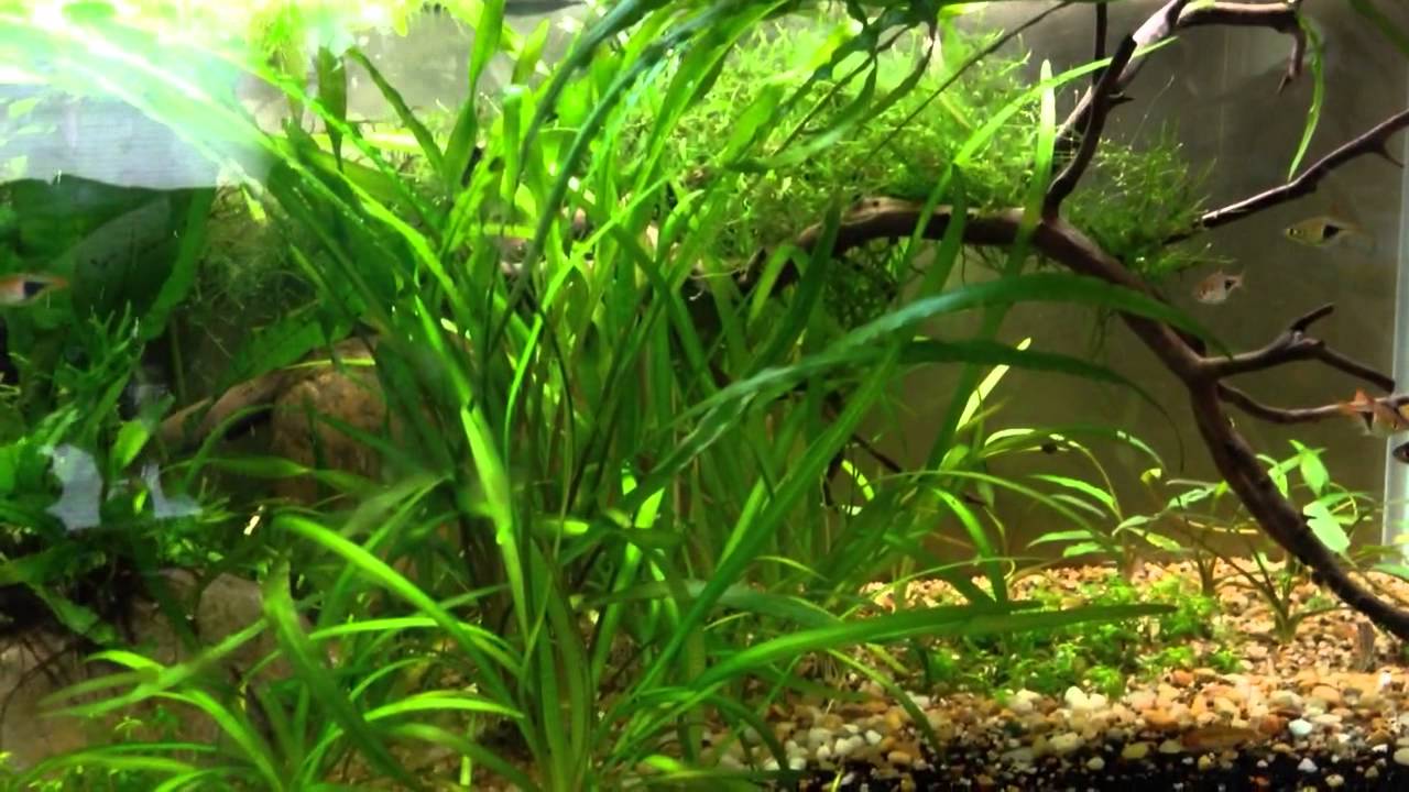 aquarium plants Snail in the planted tank