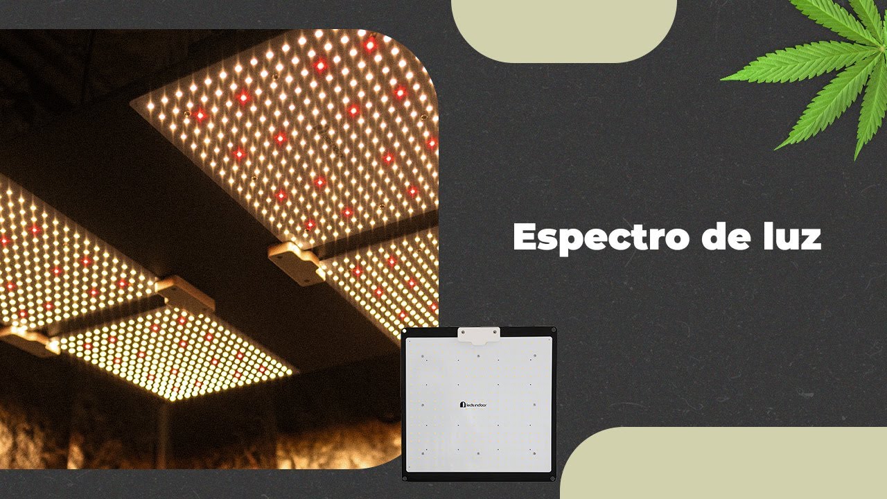 Entenda o que é o espectro de luz no cultivo indoor de Cannabis