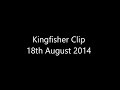 Kingfisher Clip | Unedited | Sony HVR-V1E | Wildlife | HD | West Sussex